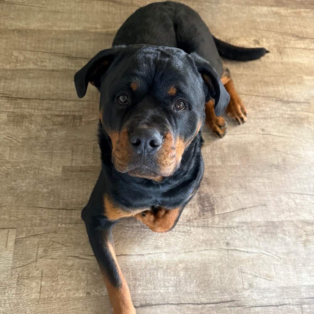 Hundetreffen-Spielen-Profilbild