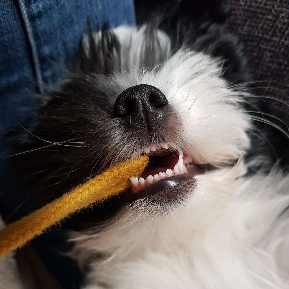 Hundetreffen-Spieltreffen für kleine Welpen (Hunde bis Endgröße 7kg)-Profilbild