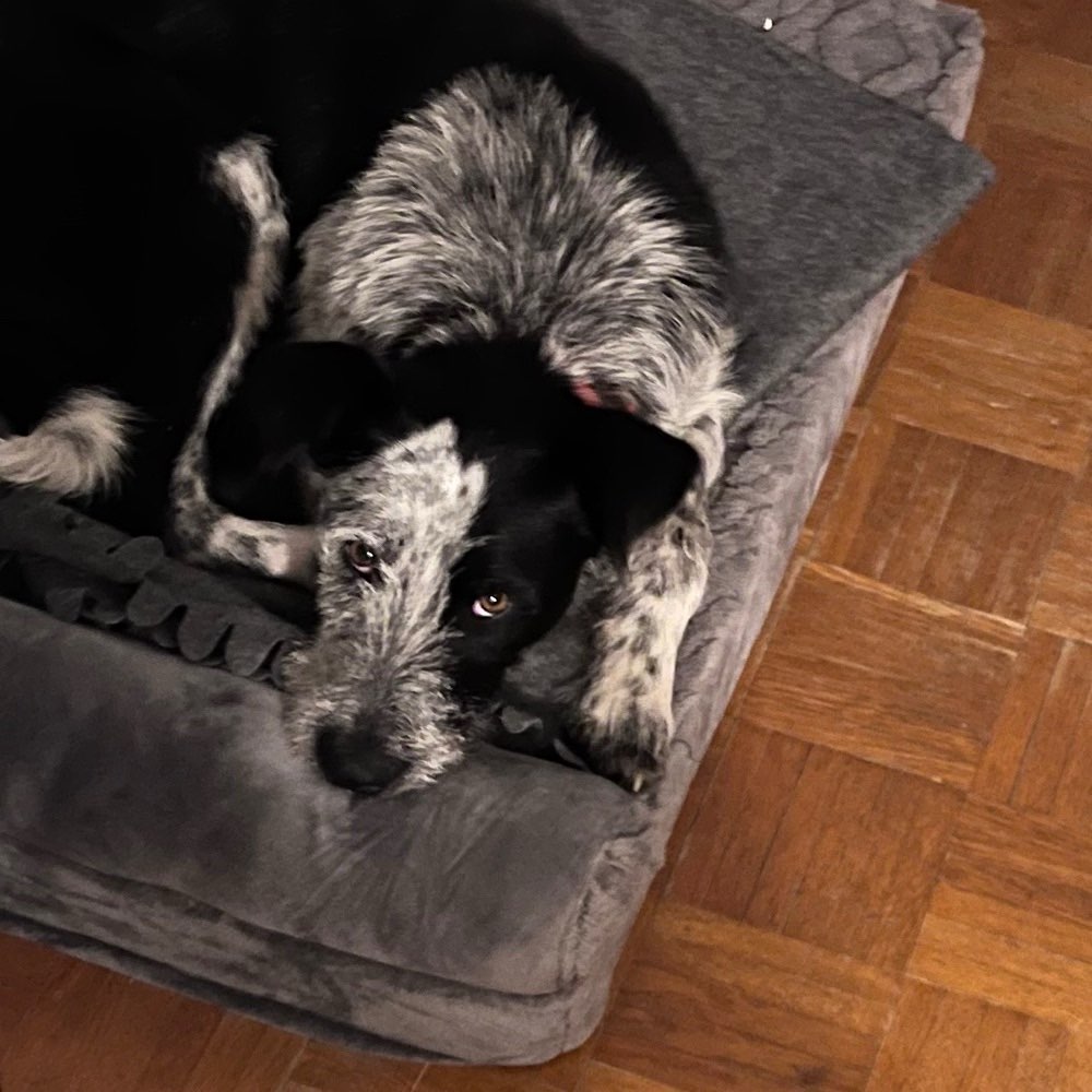 Hundetreffen-Trainingspartner - Hunde Begegnungen-Profilbild