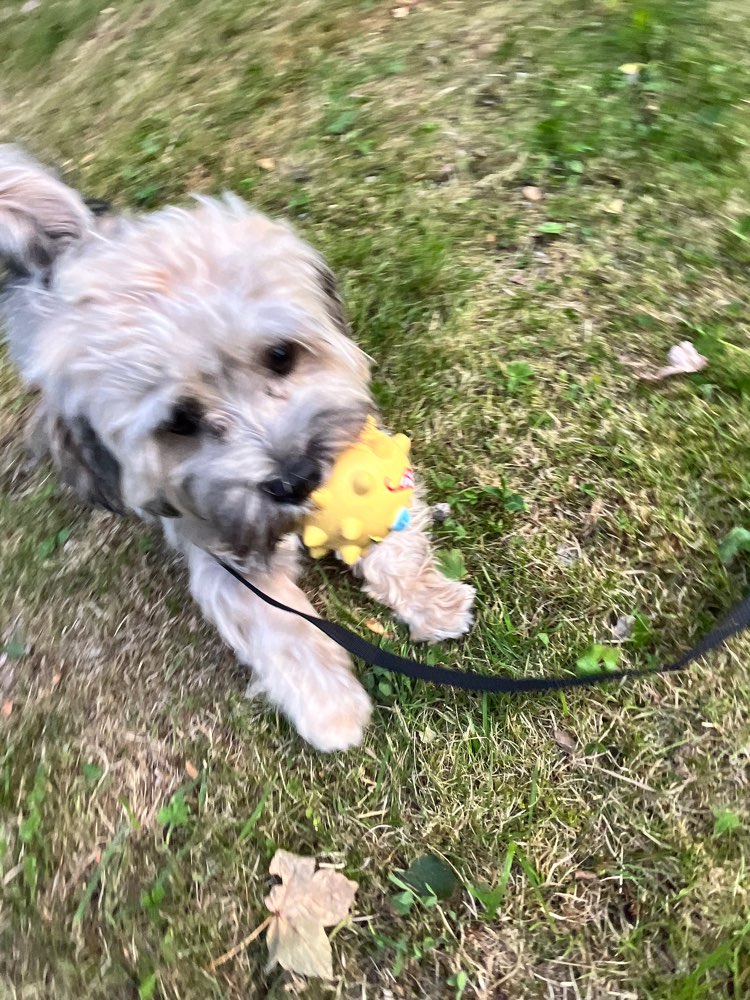 Hundetreffen-Leipziger Hunde  Treff ( Treffpunkt Wechselbar )-Profilbild
