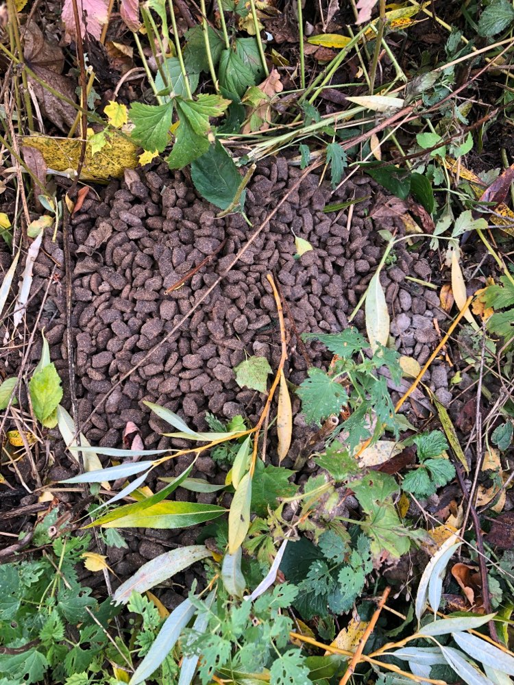 Giftköder-Haufen aus futterähnlichem Zeug-Profilbild