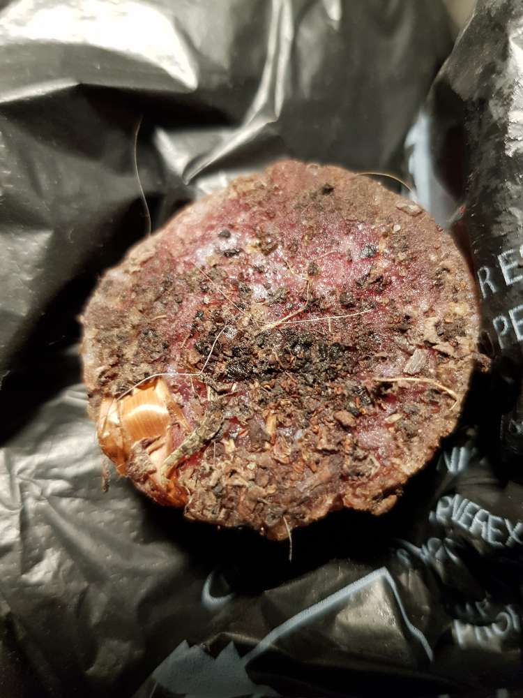 Giftköder-Möglicher Giftköder-Profilbild