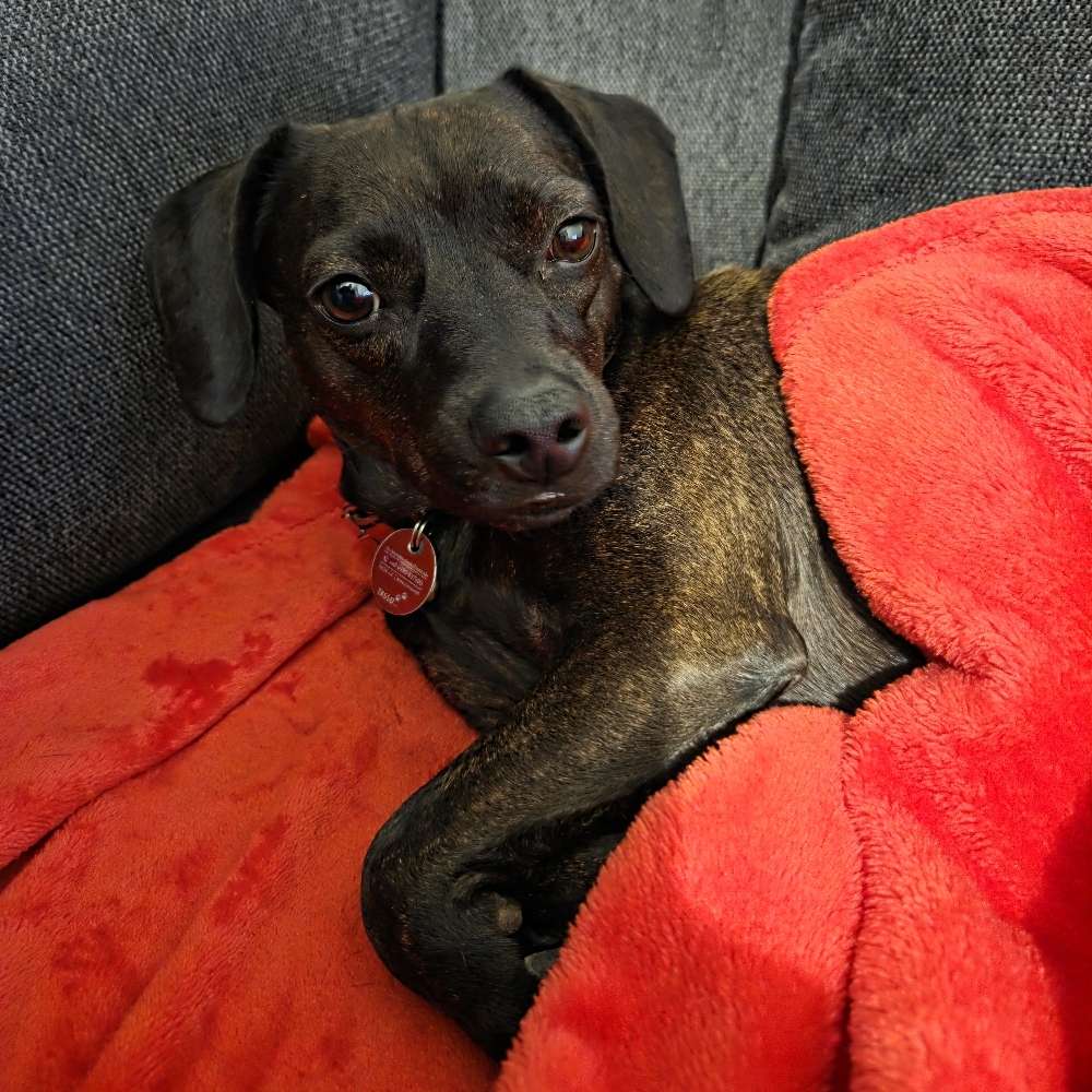 Hundetreffen-Zusammen Gassi gehen-Profilbild