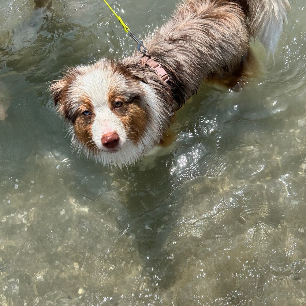 Hundetreffen-Gassi Partner gesucht-Profilbild