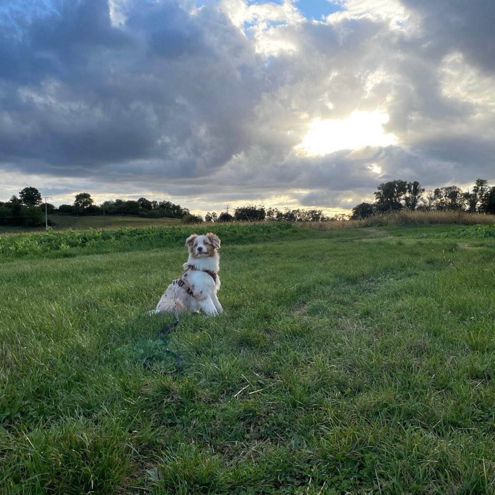 Hundetreffen-Gassi Partner gesucht-Profilbild