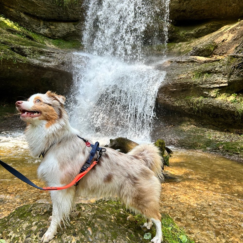 Hundetreffen-Gassi Partner gesucht-Profilbild