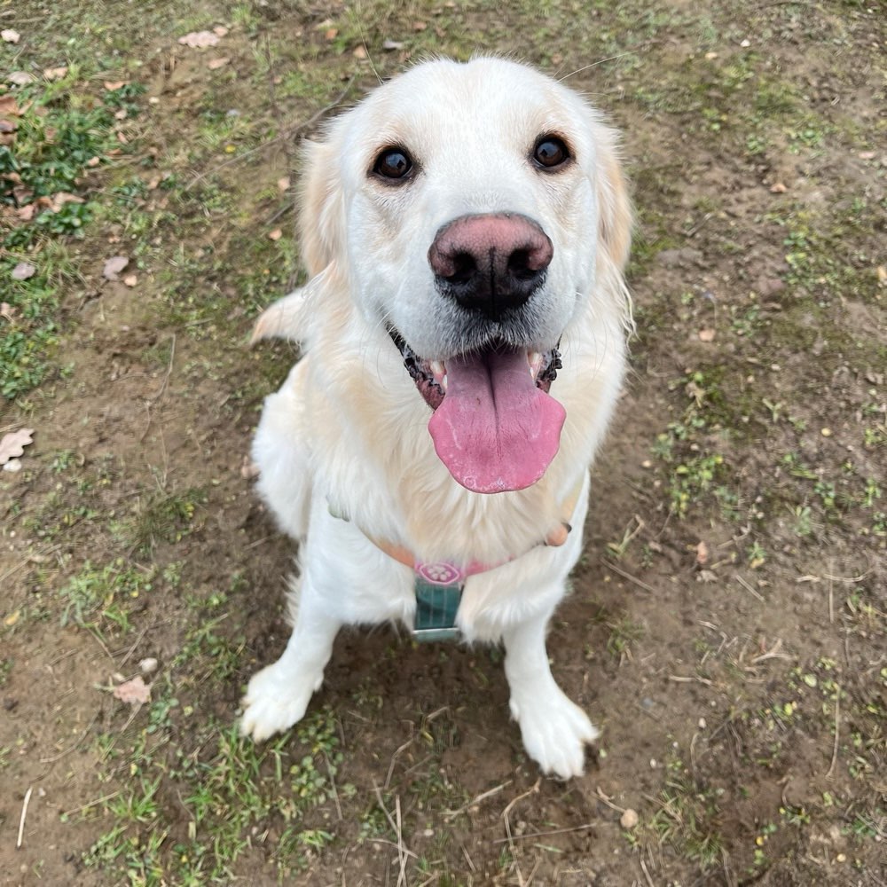 Hundetreffen-Spieltreffen-Profilbild