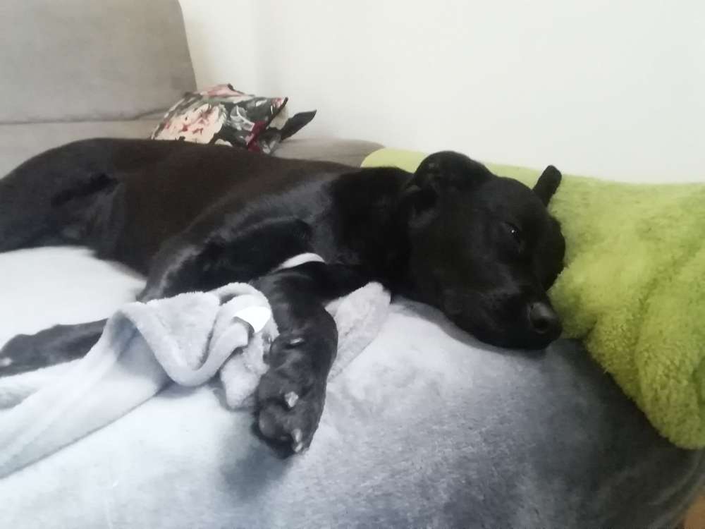 Hundetreffen-Neue "Rottal-Einwohnerin" sucht neue "Best Buddy's"-Profilbild