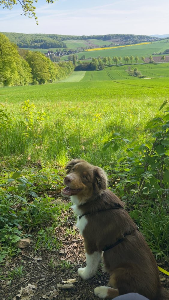 Hundetreffen-Spielpartner gesucht-Profilbild