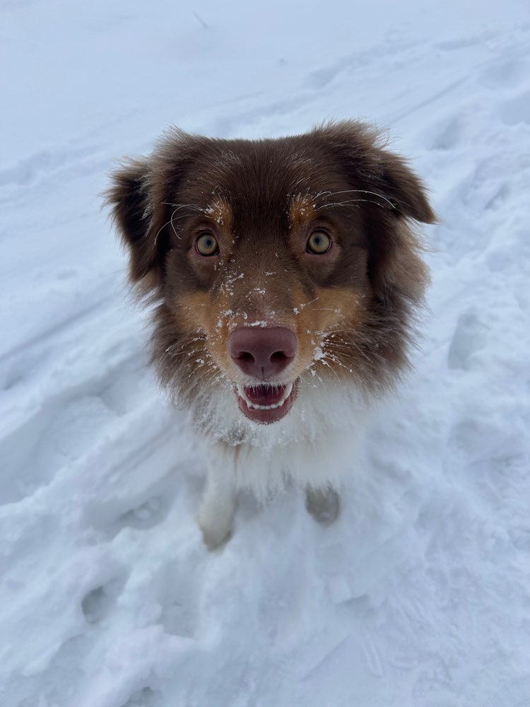 Hundetreffen-Gassi gehen an der Leine-Profilbild