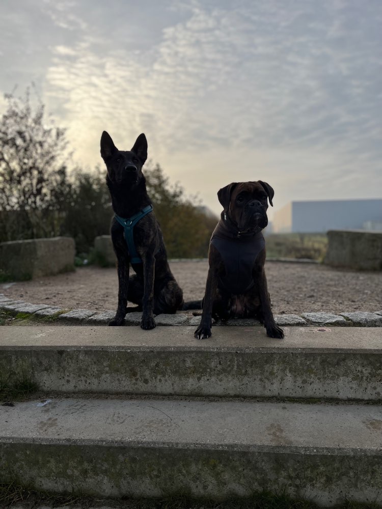 Hundetreffen-Social Walk / Gemeinsames Training-Profilbild