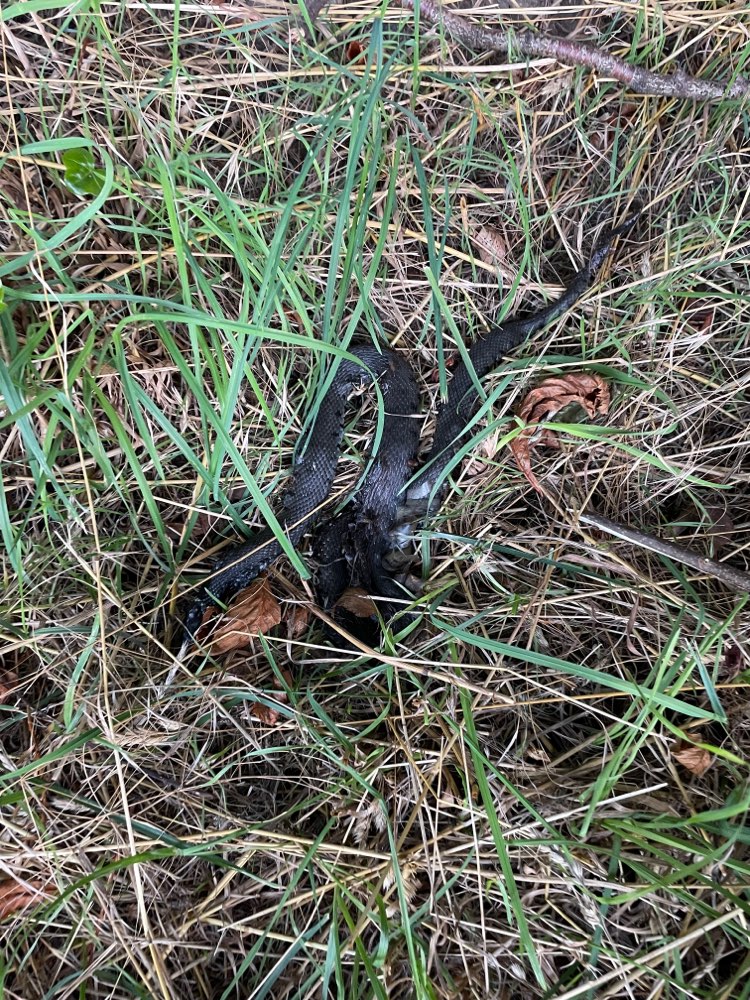 Giftköder-Tote Schlange-Profilbild