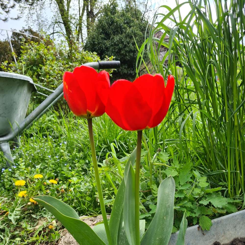 Hundetreffen-Souveräner Hund gesucht-Profilbild