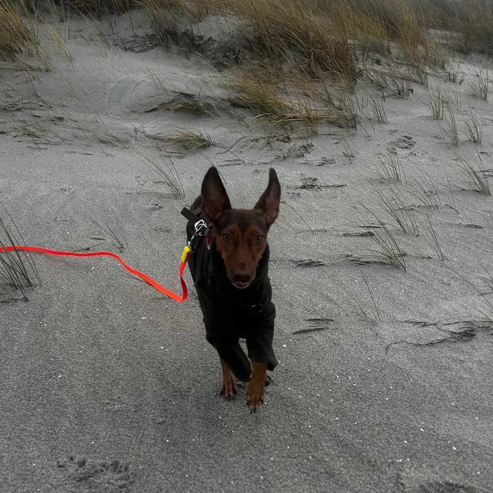 Hundetreffen-Hunderunde 🌞-Profilbild