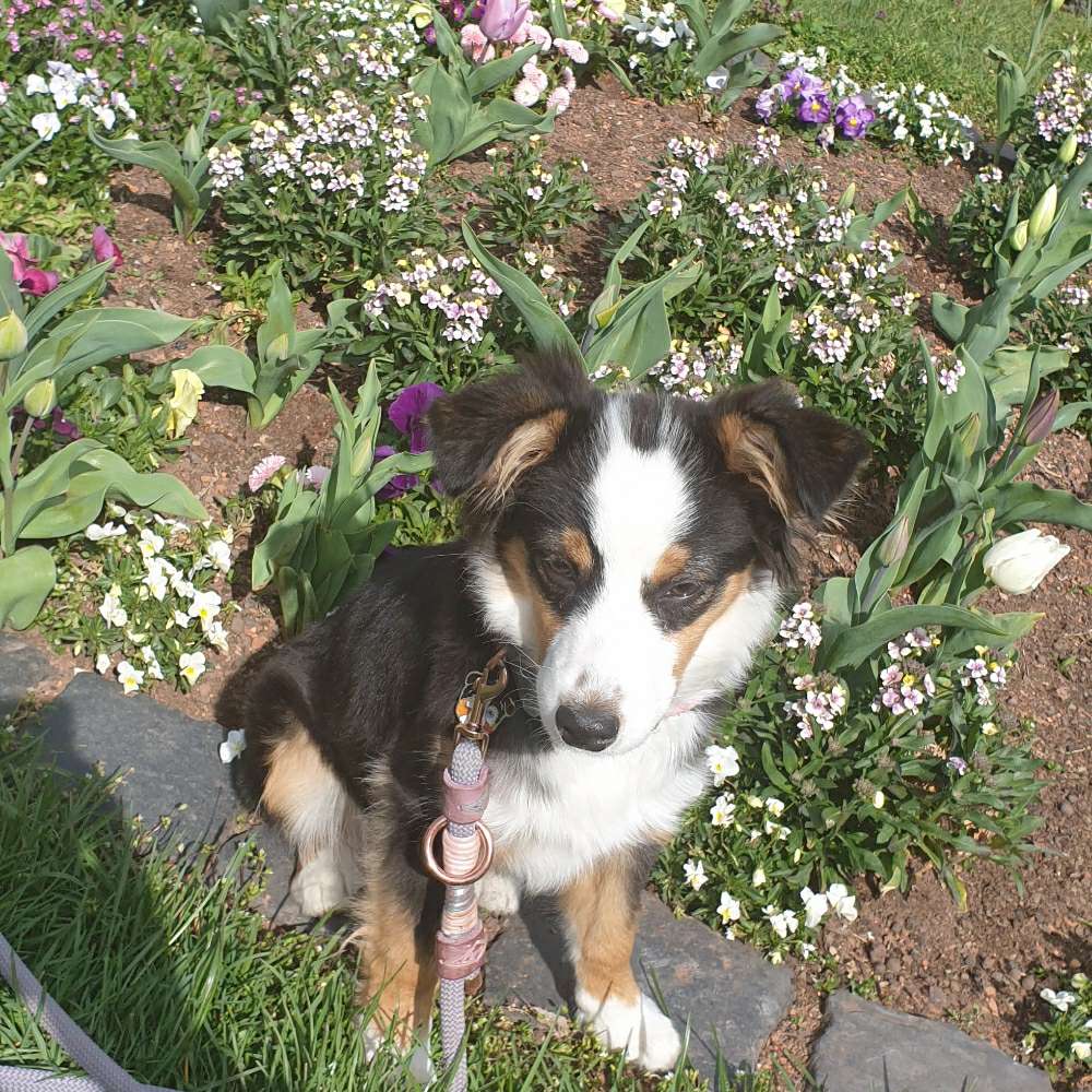 Hundetreffen-Junghundetreffen gerne auch zum üben-Profilbild