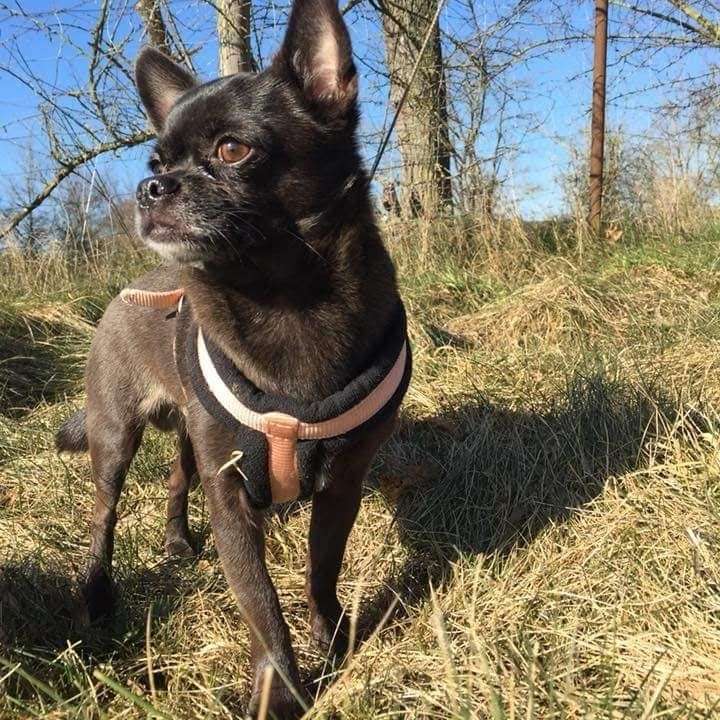 Hundetreffen-Gassi-Laufen-/Spielkumpel-Profilbild