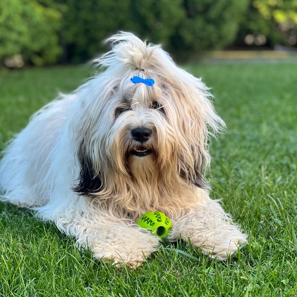 Hundetreffen-Hunde spielen 🦮-Profilbild