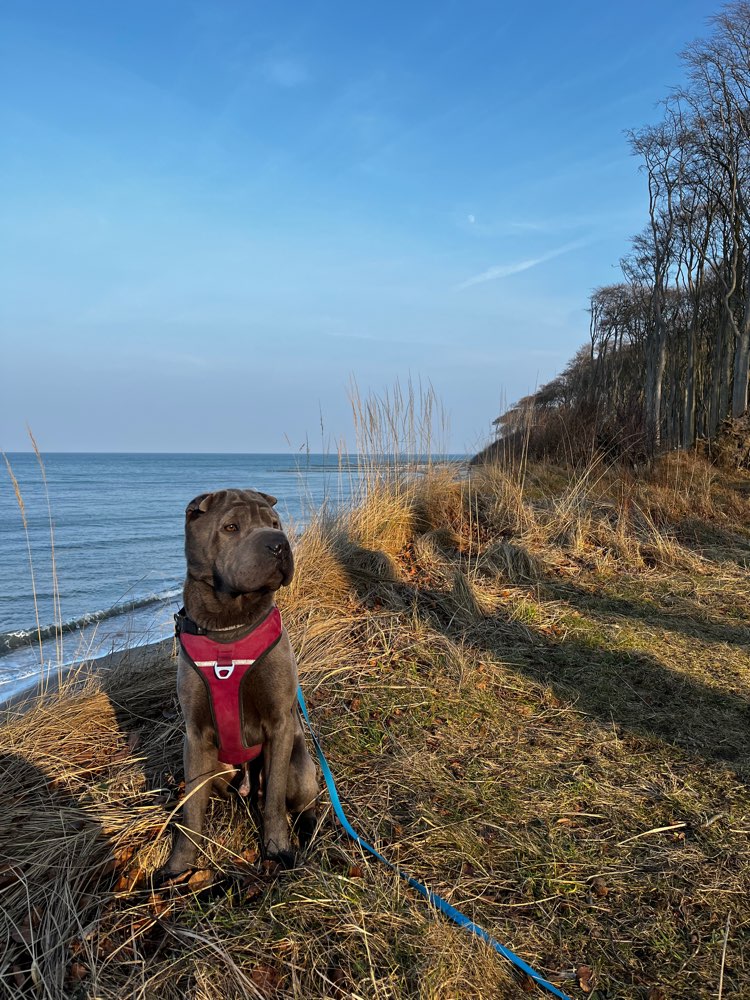 Hundetreffen-Gemeinsame Spaziergänge in Zehlendorf & Umgebung-Profilbild