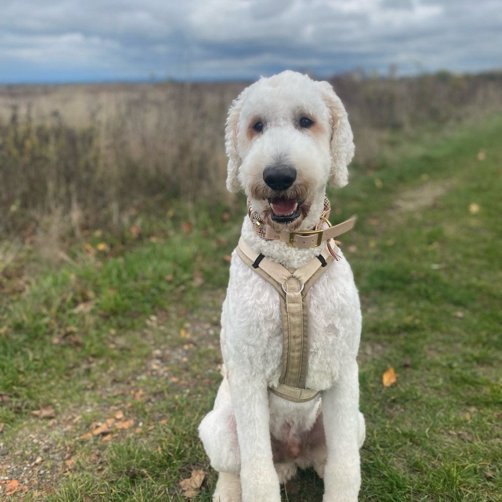 Hundetreffen-Welpen/ -Junghundtreffen-Profilbild
