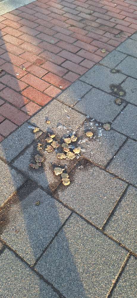 Giftköder-Scherben und evtl. Giftköder-Profilbild