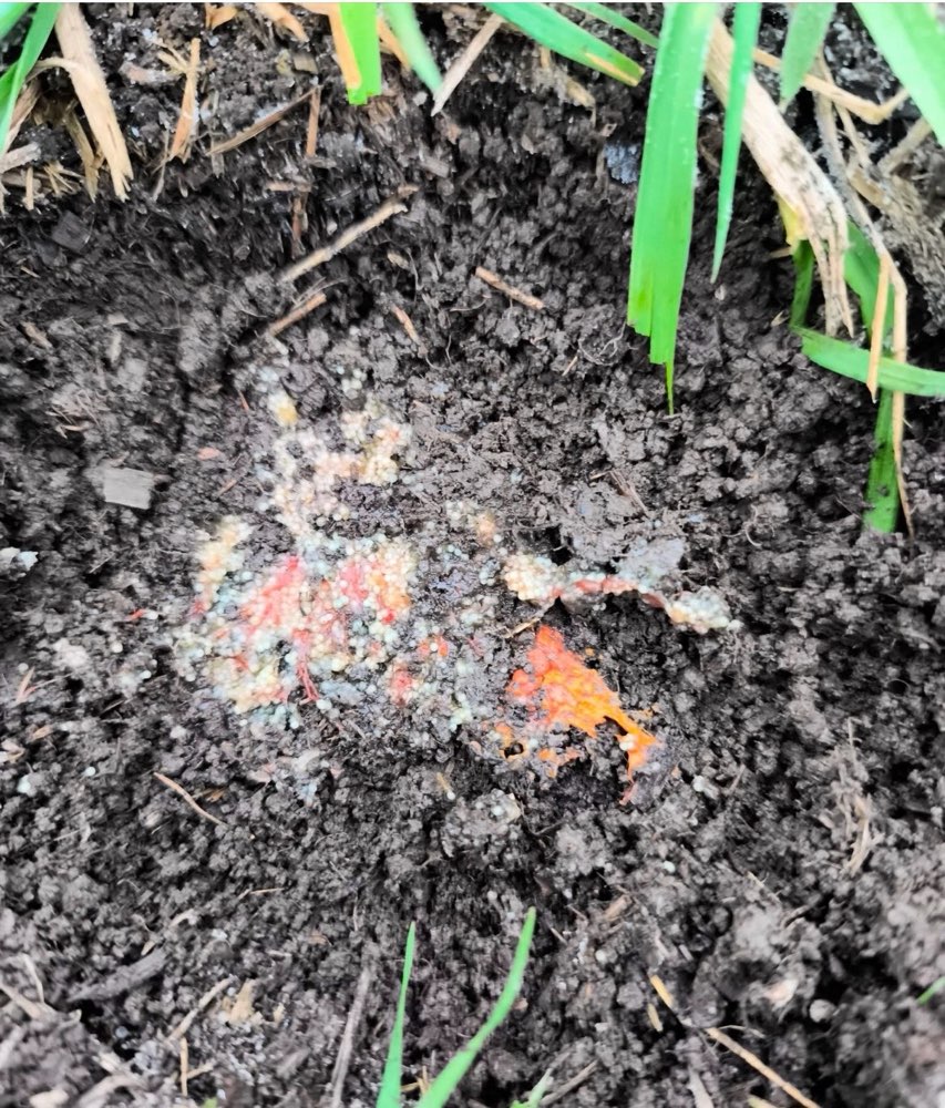 Giftköder-Evtl giftköder-Profilbild