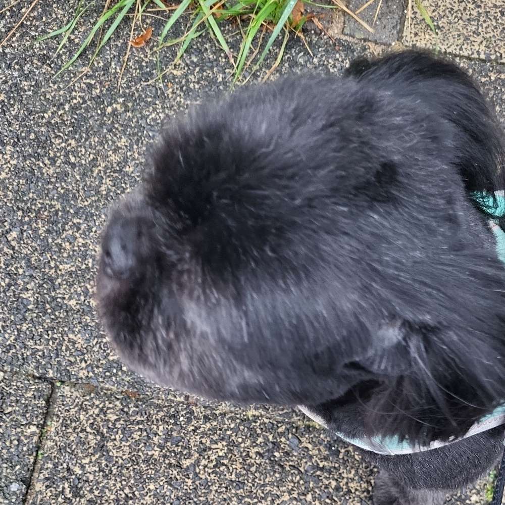 Hundetreffen-Klein hunde bis 3 jahre.-Profilbild