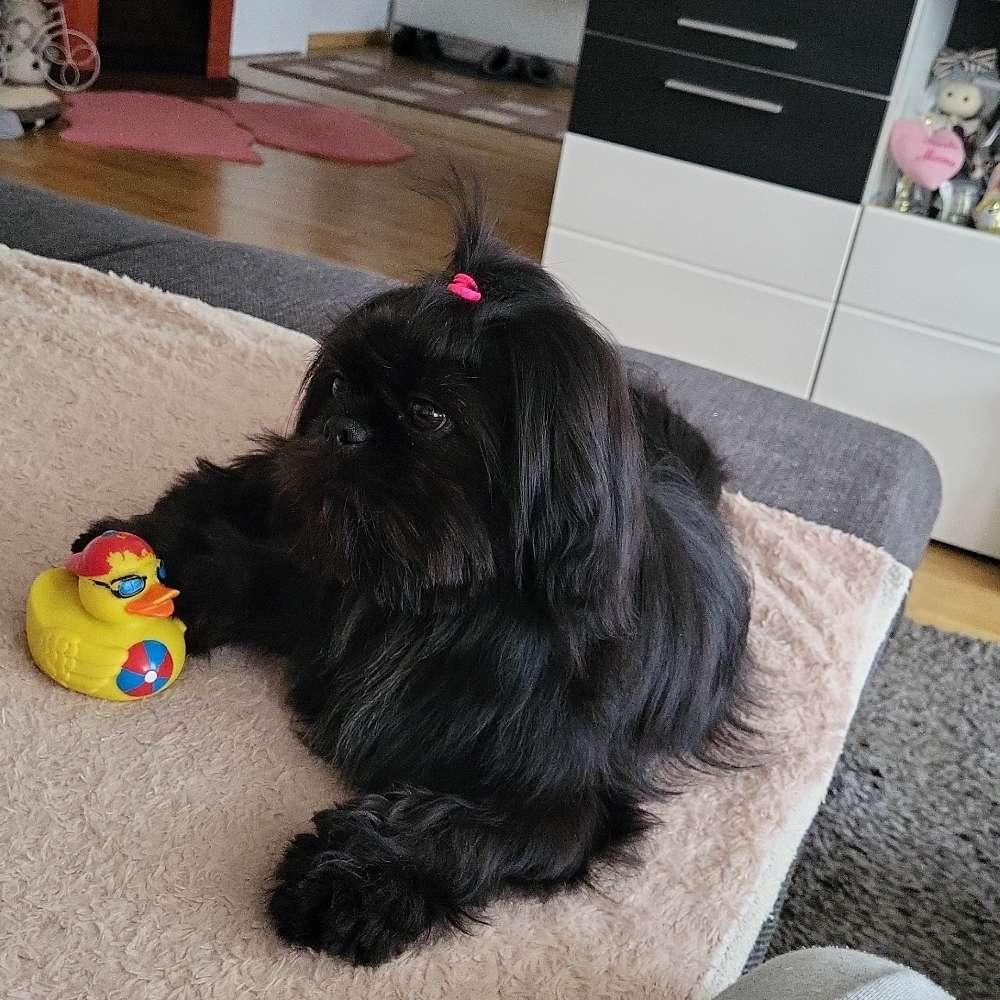 Hundetreffen-Gasi gehen.Und welpen spiele.-Profilbild