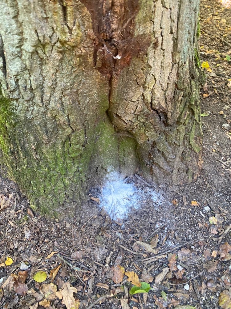 Giftköder-Weißes Pulver-Profilbild