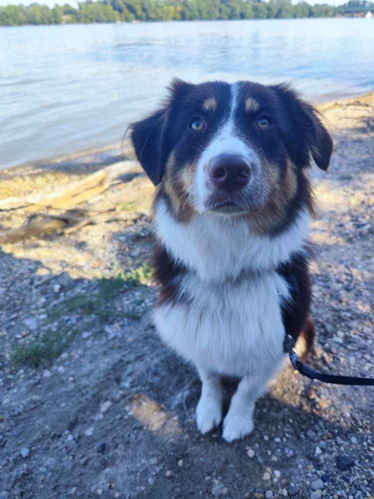 Hundetreffen-Spielkameraden gesucht-Profilbild