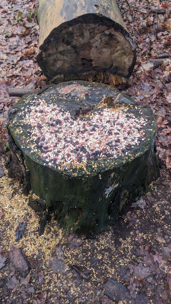 Giftköder-Vogelfutter mit Rosinen-Profilbild
