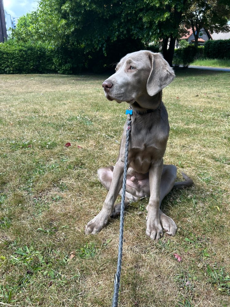 Hundetreffen-Gassirunde und spielen in Lohbrügge-Profilbild