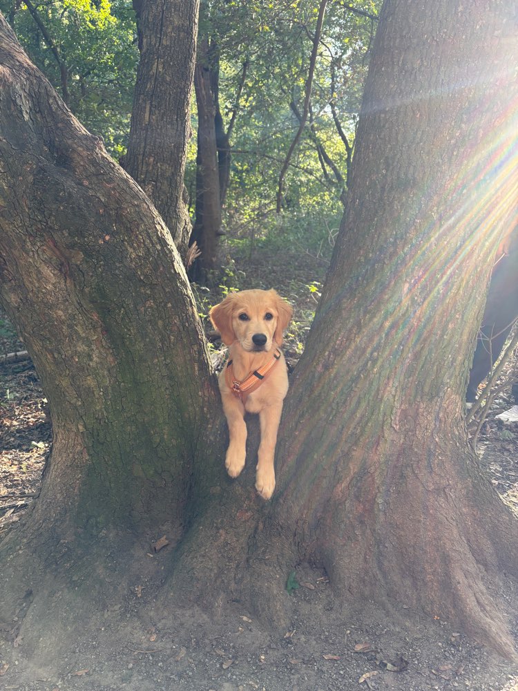 Hundetreffen-Spiel- und Gassipartner gesucht-Profilbild