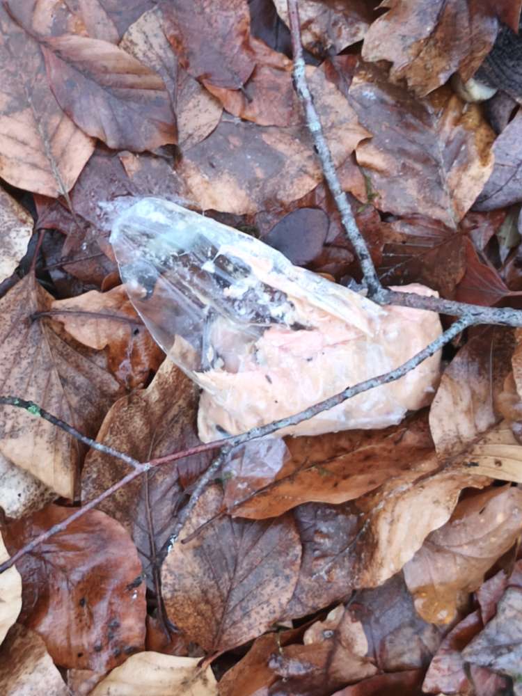 Giftköder-Vermutlich Giftköder (Plastikbeutel mit Wurst)-Profilbild