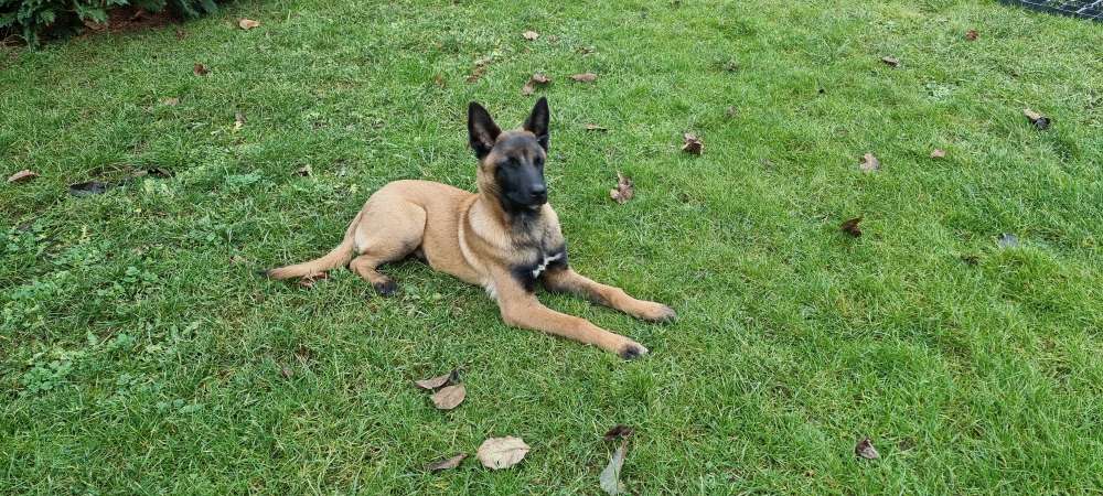 Hundetreffen-Hundetreffen-Profilbild