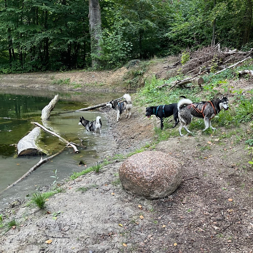 Hundetreffen-Spaziergang durch das Hohnstedter Holz-Profilbild