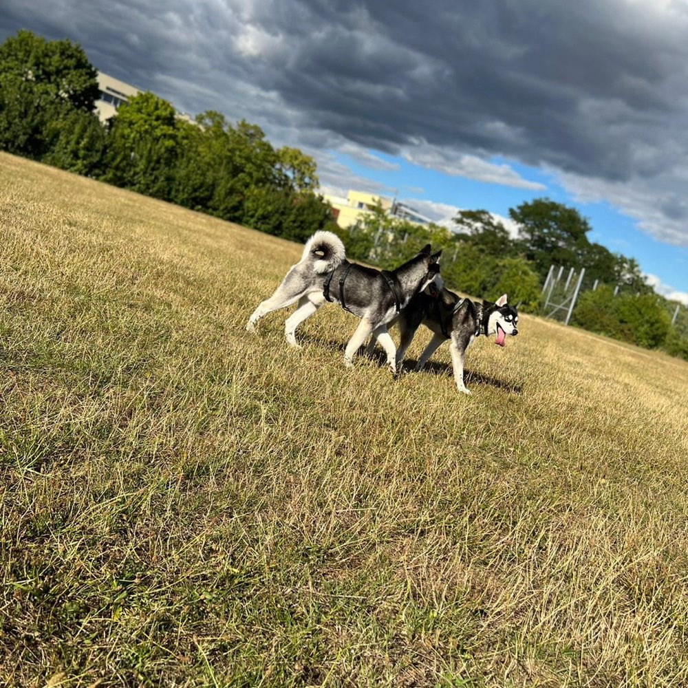 Hundetreffen-Spielrunde altes Baseballfeld in Westhagen-Profilbild