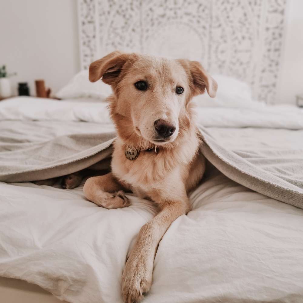 Hundetreffen-Gemeinsamer Spaziergang / Social Walk-Profilbild