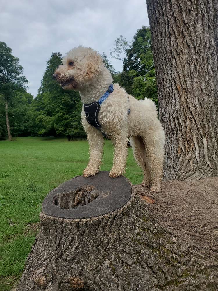 Hundetreffen-Gemeinsames Spazieren/Trainieren im Englischen Garten-Profilbild