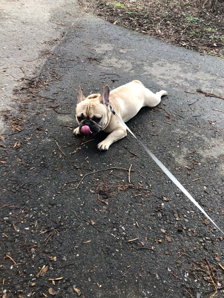 Hundetreffen-Bulldogge treffen-Profilbild