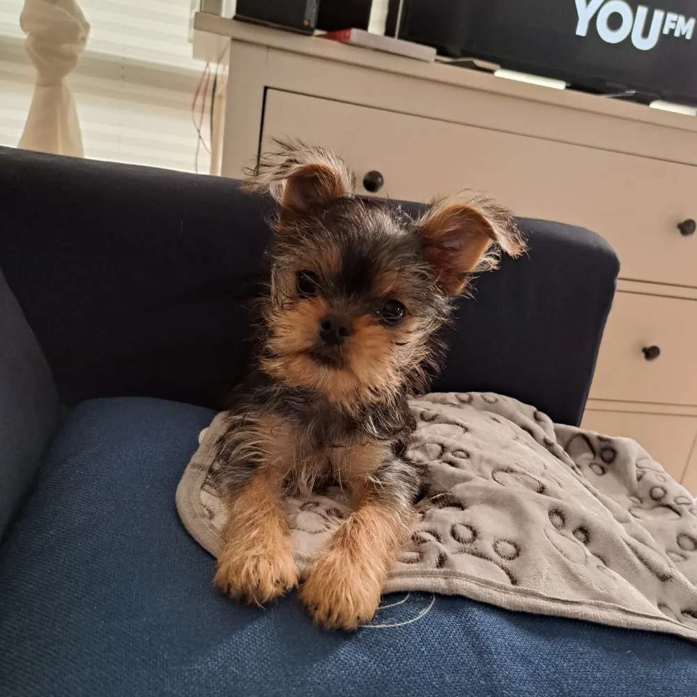 Hundetreffen-Spielstunde-Profilbild