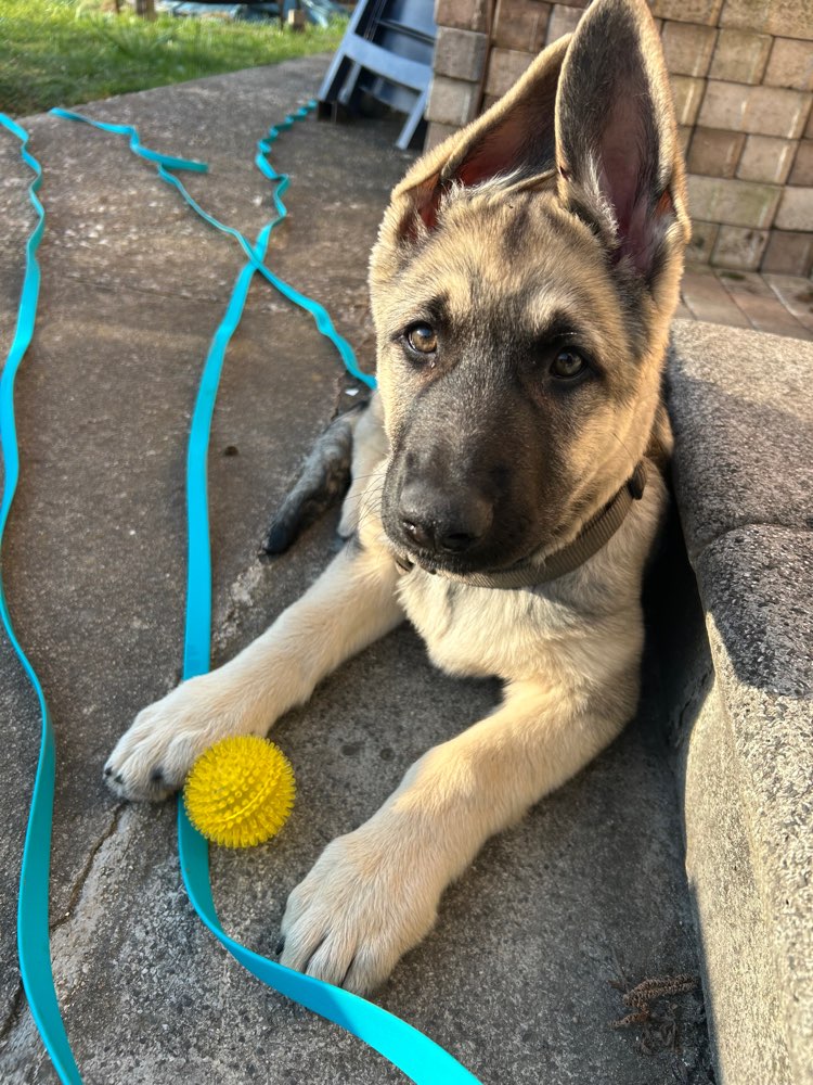 Hundetreffen-Welpen treffen in/nähe Dinkelsbühl-Profilbild
