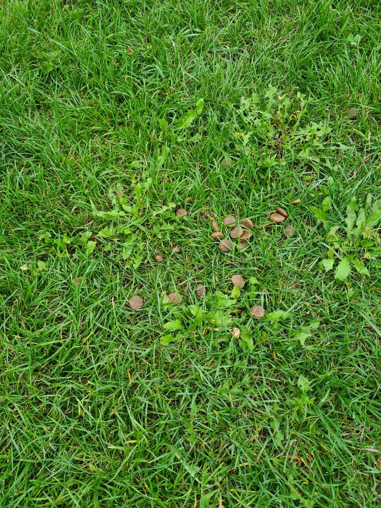 Giftköder-Ausgeworfenes Trockenfutter-Profilbild