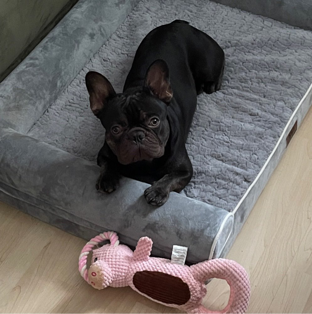 Hundetreffen-Gassikumpel gesucht-Profilbild