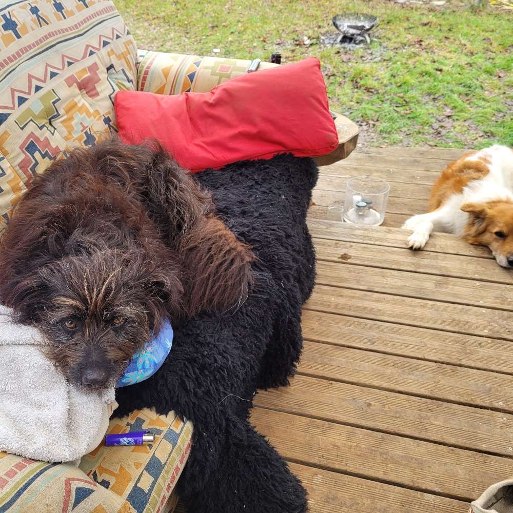 Hundetreffen-Gemeinsames Gassi gehen & Spielrunde-Profilbild