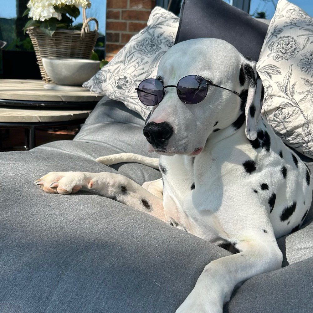 Hundetreffen-Spieltreffen-Profilbild