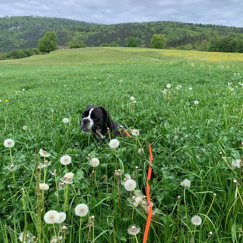 Hundetreffen-Gemeinsame Spaziergänge-Profilbild