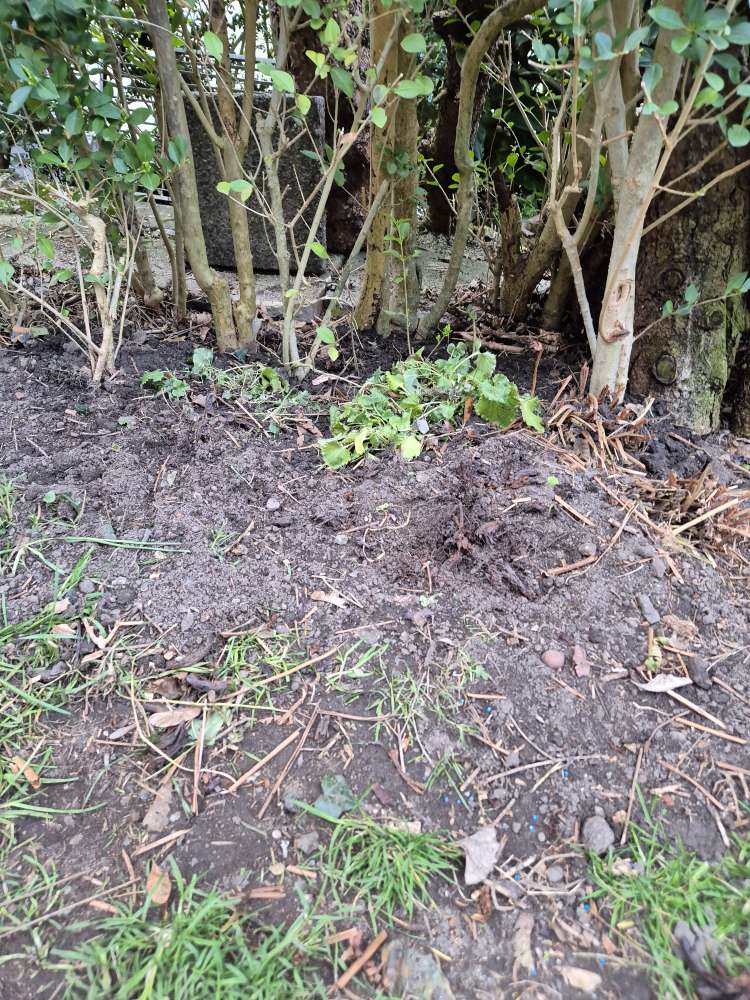 Giftköder-Blaues Korn in Hecke Hans Groß Park-Profilbild