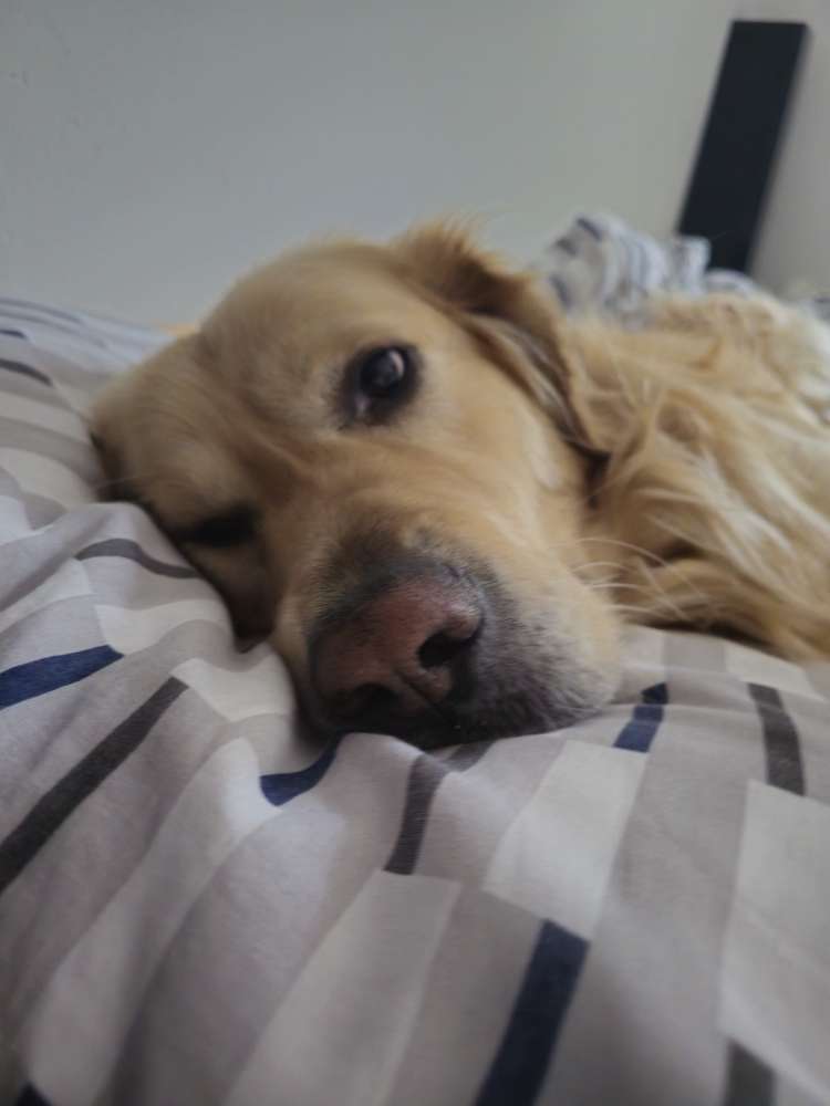 Hundetreffen-Gassirunde-Profilbild
