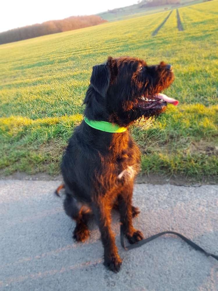 Hundetreffen-Pucky sucht Freunde für einen spaziergang:)-Profilbild