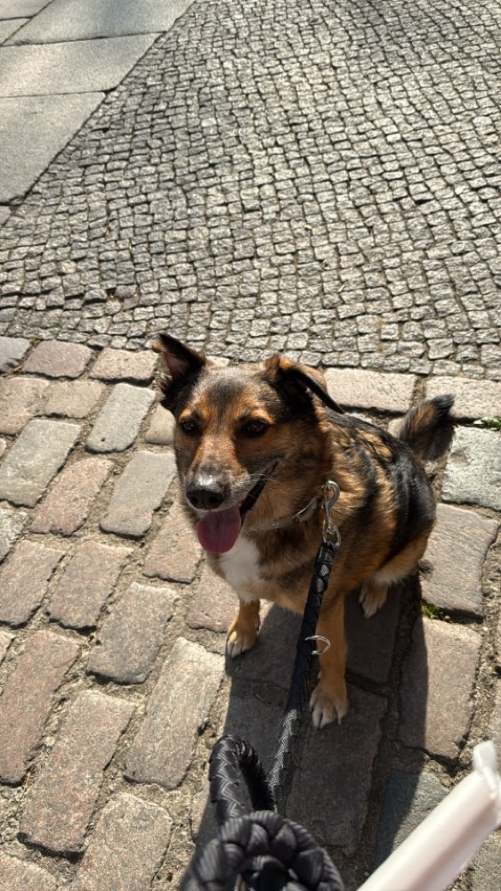 Hundetreffen-Playdate mit Bert-Profilbild